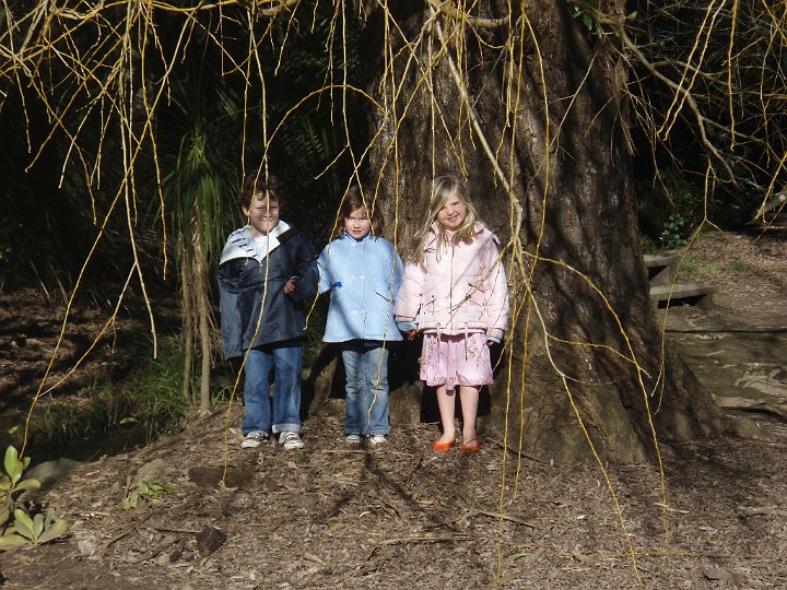 WeddingTree.JPG